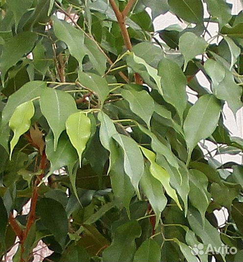 Фикус живой