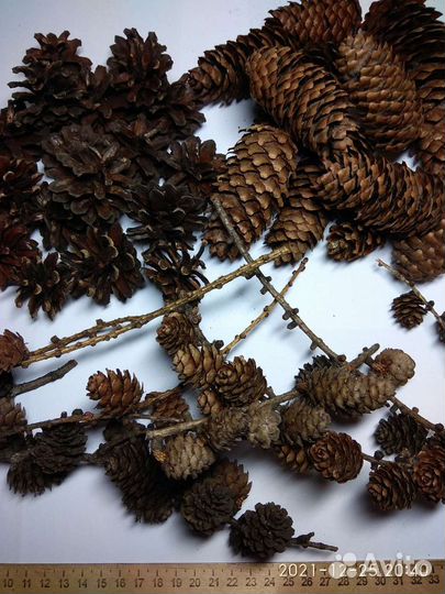 Шишки, каштаны, косточки, семена