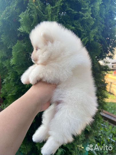 Померанский шпиц микро девочка