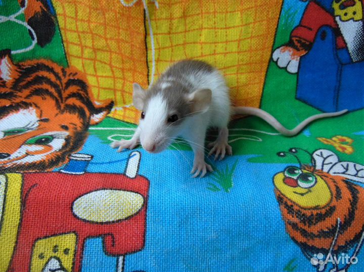 Крысята Голубые, сиамы, чёрные, капюшоны, клетки