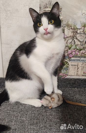 Кошечка в добрые руки