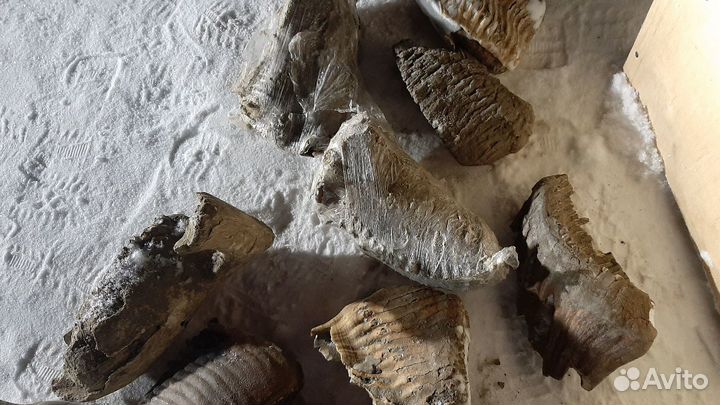 Зуб мамонта