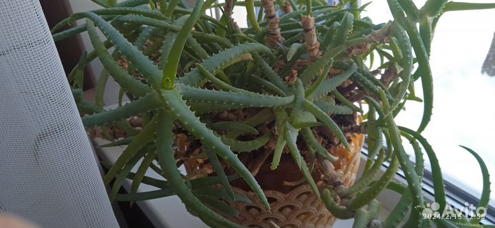 Алоэ в стаканчике. Алое на срез