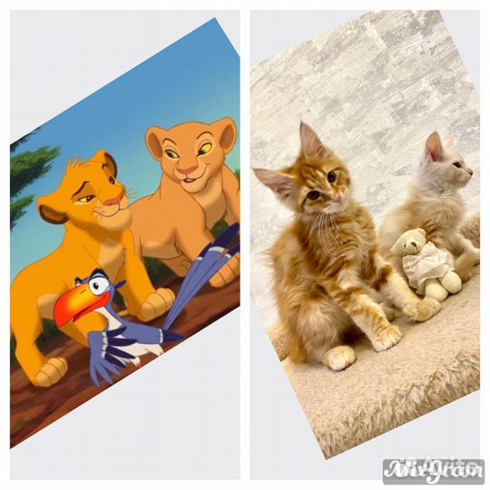 Котята мейн-кун