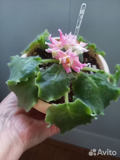 Фиалки цветущие в горшке