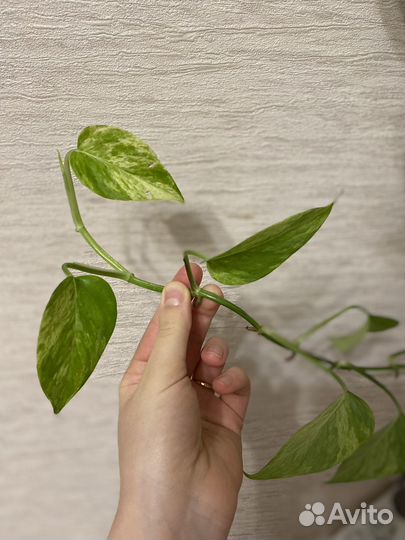 Сциндапсус Марбл Квин