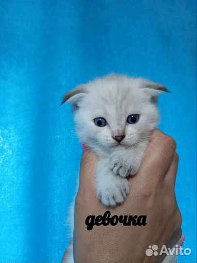 Кошка в дар бесплатно