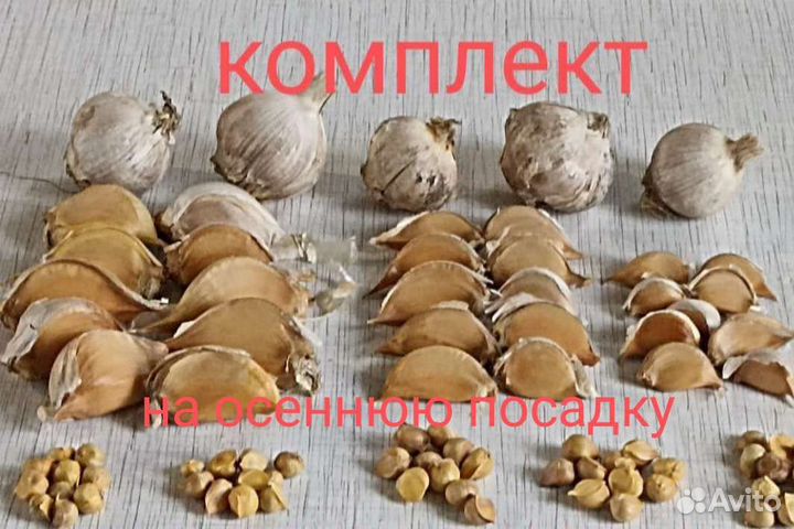 Слоновий чеснок Рокамболь Испанский
