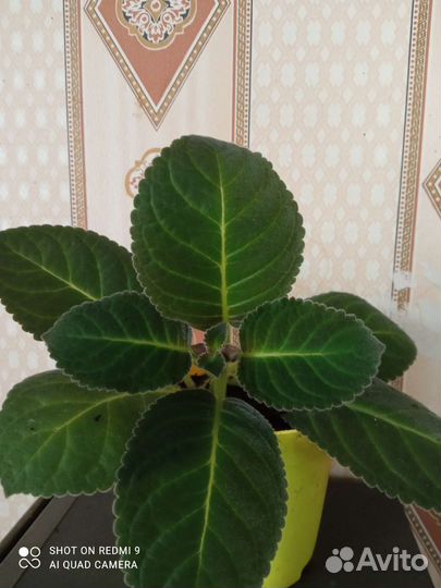 Комнатные цветы