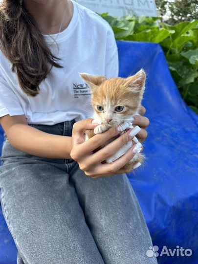 Рыжий котенок