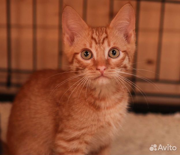 Рыжий котенок в добрые руки бесплатно