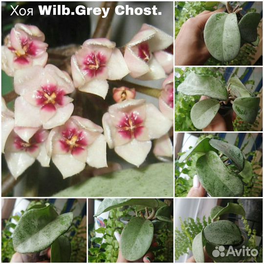 Хойя Wilbur graves Chost