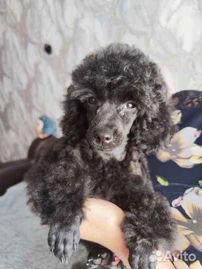 Щенки пуделя