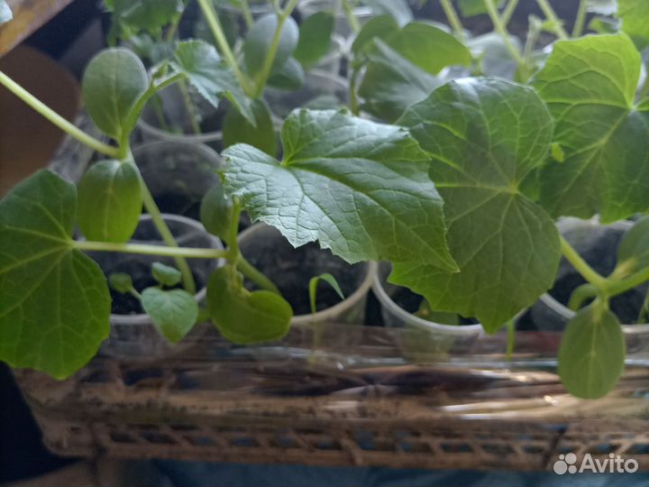 Продается рассада огурцов