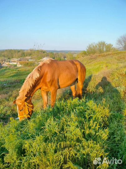 Продам кобылу
