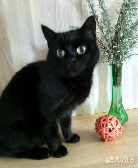 Кошечка Вишня