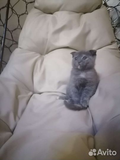 Шотландская девочка