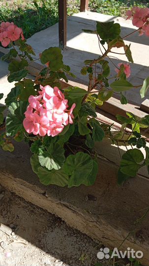 Комнатные цветы