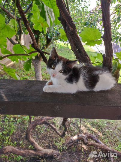 Котята и кошечки