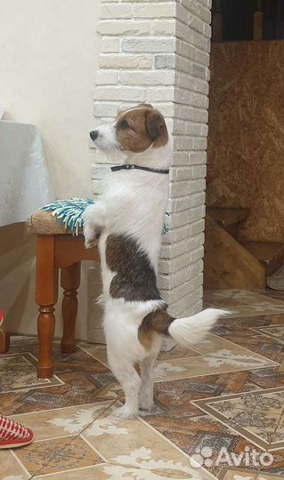 Вязка джек Рассел терьер