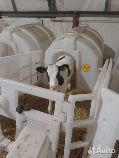 Быки и телки