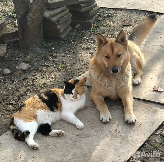 Собака в добрые руки