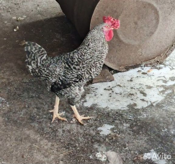 Молодые петухи