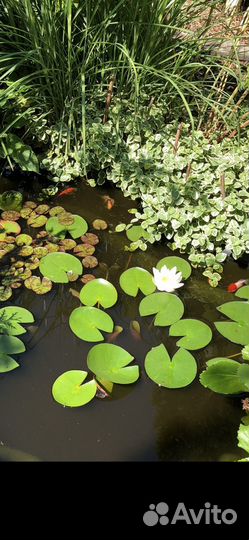 Нимфеи для пруда