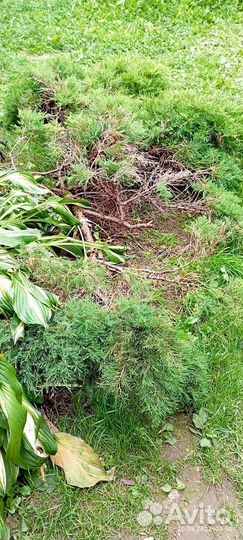 Туя горизонтальная