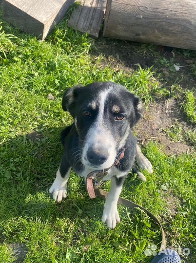 Щенок девочка в добрые руки