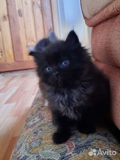 Котенок