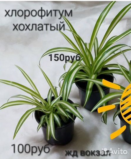 Хлорофитум хохлатый