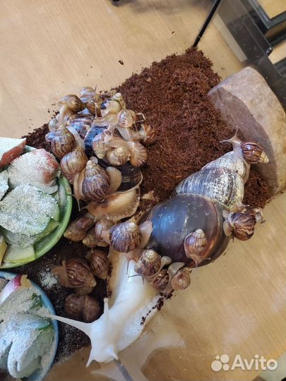 Улитки ахатины маленькие