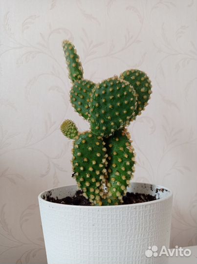 Кактус опунция