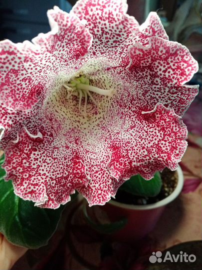 Комнатные цветы