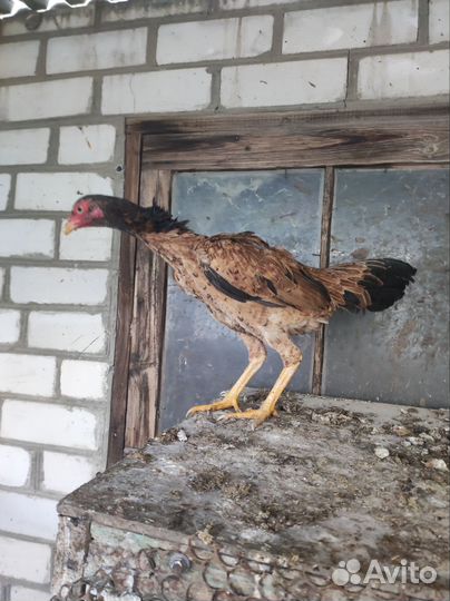 Бойцовые куры