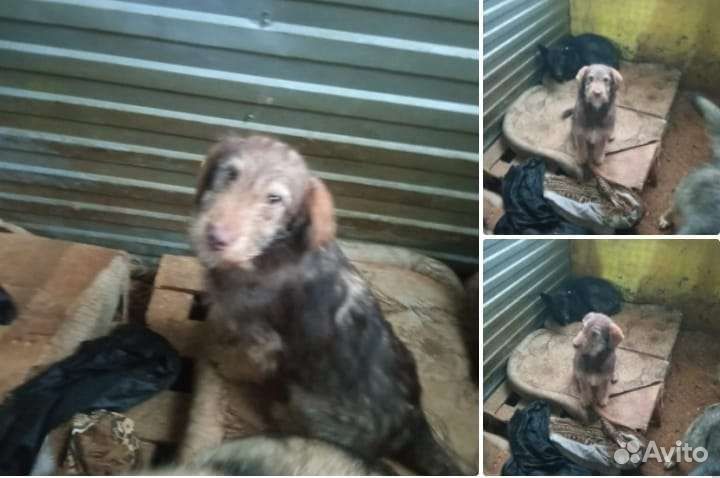 Собака в добрые руки