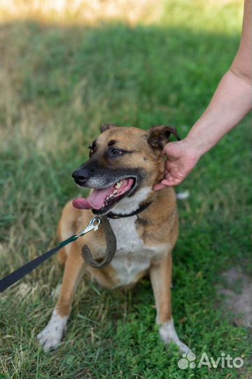 Стаффордширский терьер (метис)