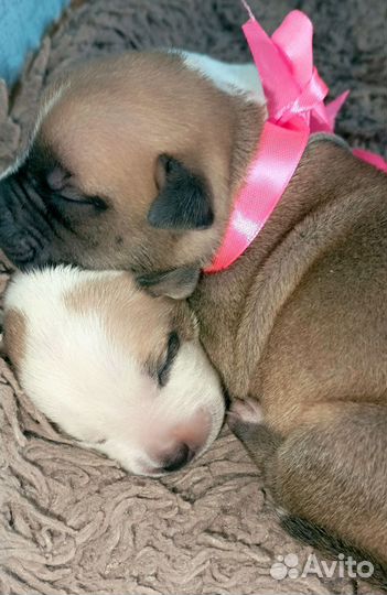 Американский питбультерьер