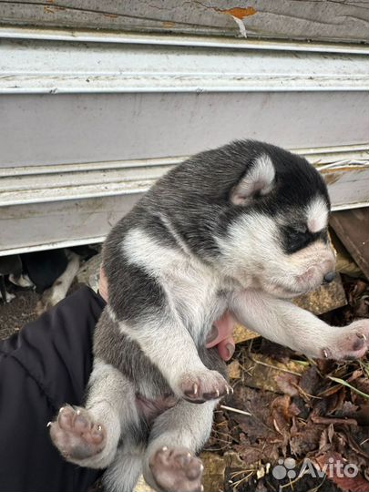 Щенки, отец Хаски