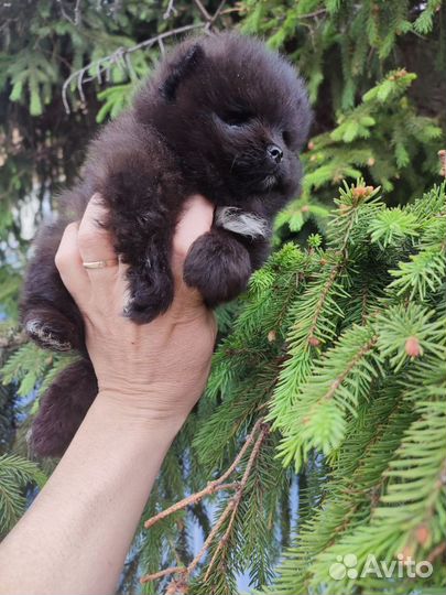 Померанский шпиц медвежьего типа девочка