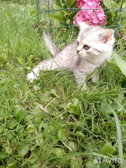 Шотландская