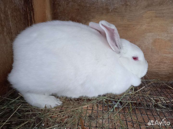 Крольчата