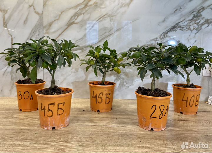 Мандариное дерево