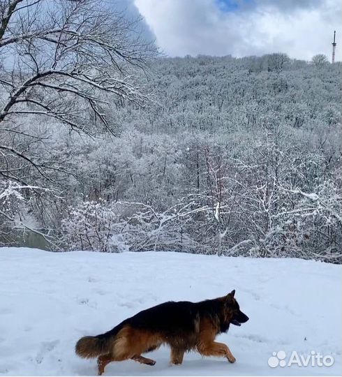 Немецкая овчарка