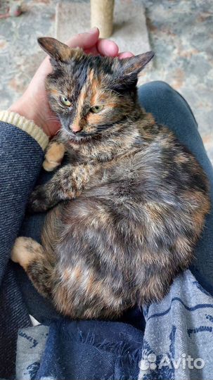 Кошечка в любящий дом