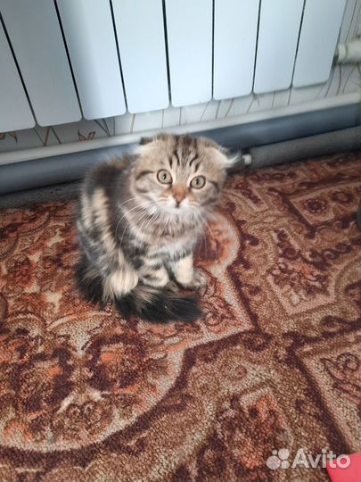 Шотландская