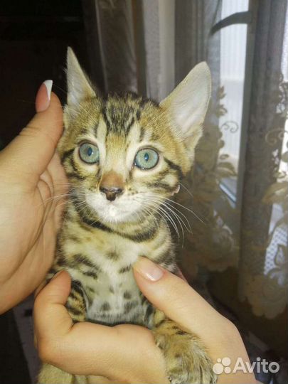 Бенгальские котята