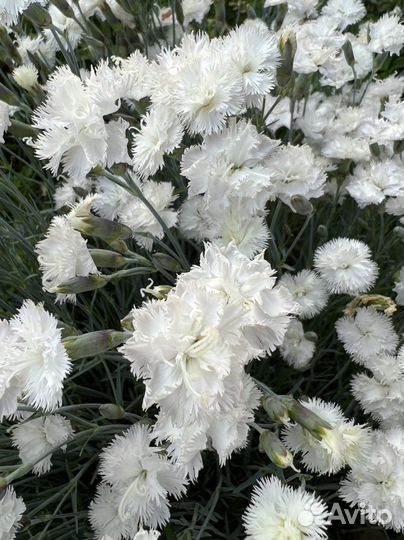 Гвоздика перистая многолетняя