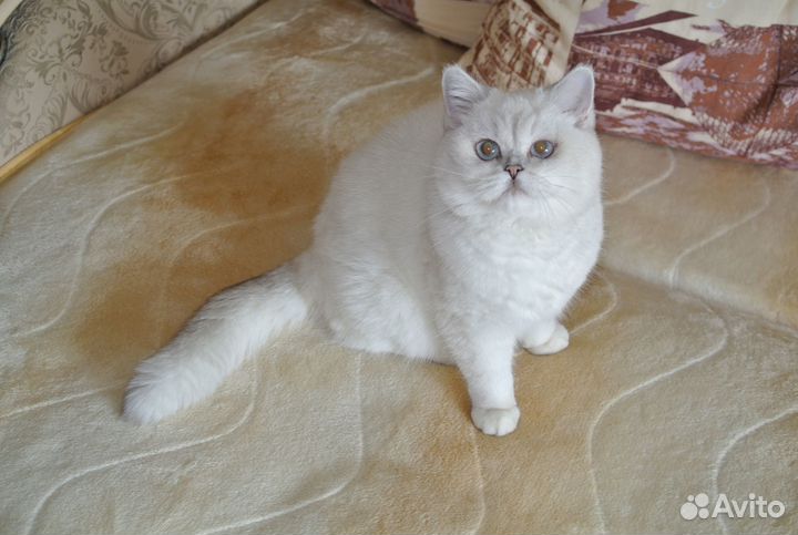 Британская кошка